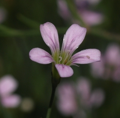 tunic flower