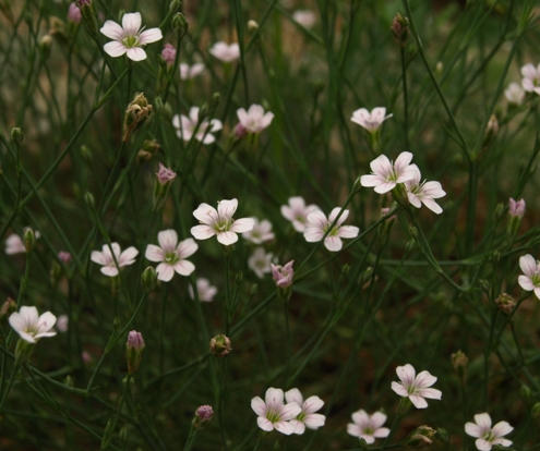 Petrorhagia saxifraga