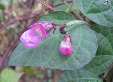 Phaseolus vulgaris 'Trionfo Violetto'