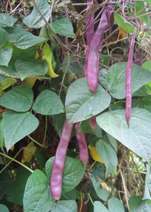 Phaseolus vulgaris 'Trionfo Violetto'