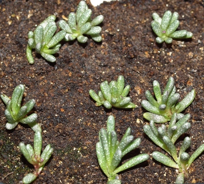 pygmy fameflower