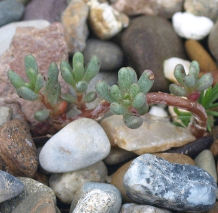 Phemeranthus brevifolius