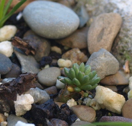 Phemeranthus sediformis