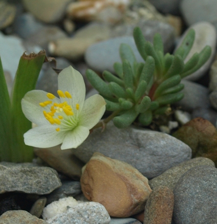 Phemeranthus sediformis