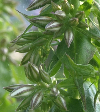 Phlox maculata 'Natascha'