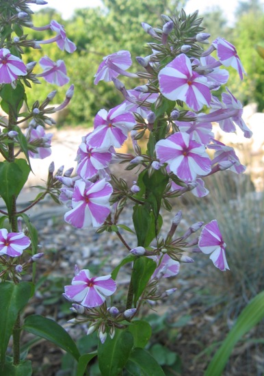 Phlox maculata 'Natascha'