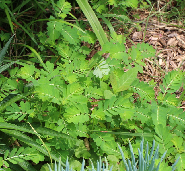 Phyllanthus urinaria