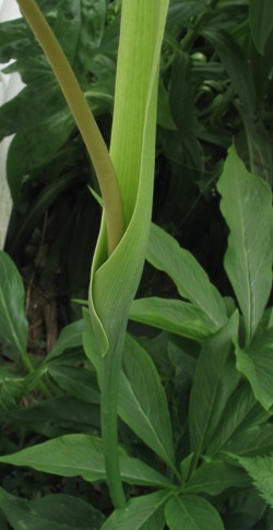 Pinellia pedatisecta