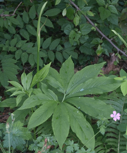 Pinellia pedatisecta