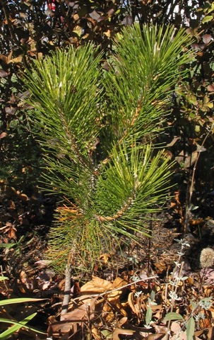 Japanese red pine; tanyosho pine