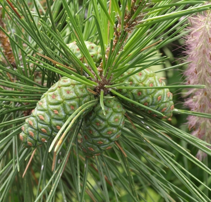 Japanese red pine; tanyosho pine