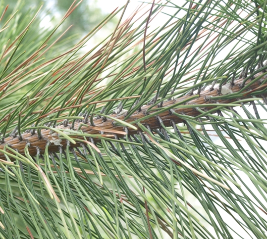 Pinus densiflora
