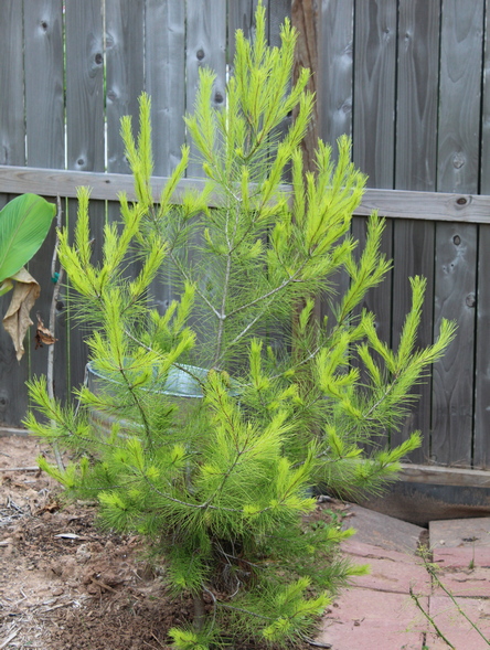 Pinus virginiana
