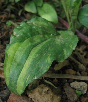 variegated plantain