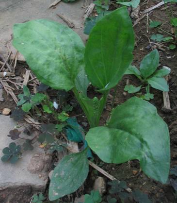 Plantago major