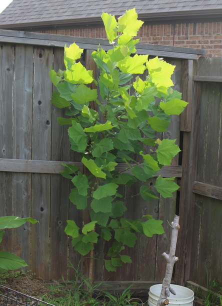 Platanus occidentalis
