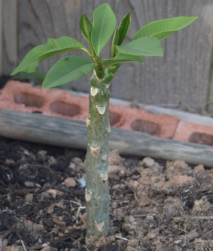 Plumeria alba