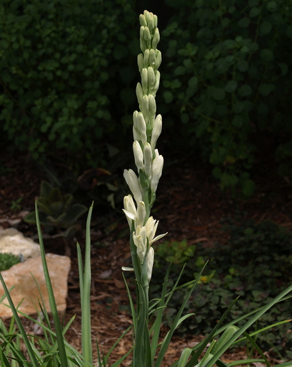 tuberose