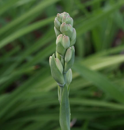 Polianthes tuberosa