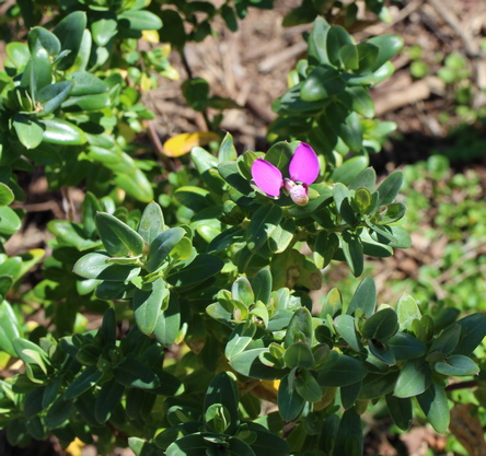 sweet pea shrub