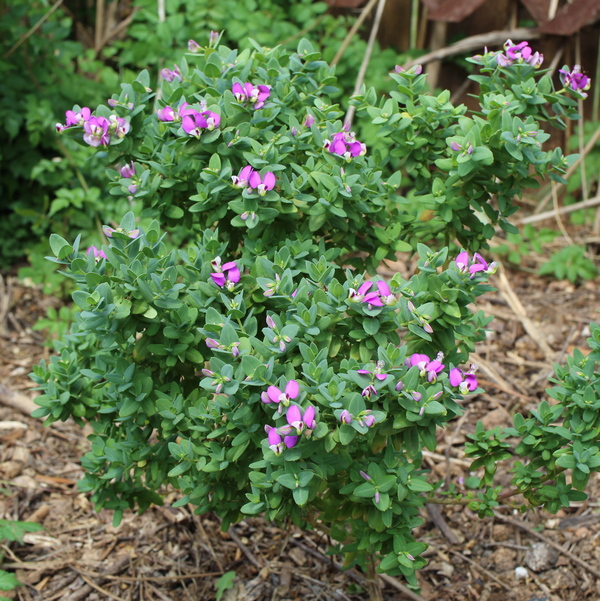 Polygala fruticosa 'Petite Butterflies'