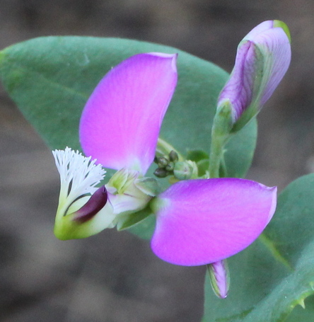 sweet pea shrub