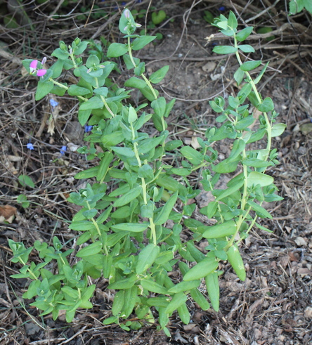 Polygala fruticosa 'Petite Butterflies'