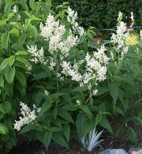 Persicaria polymorpha