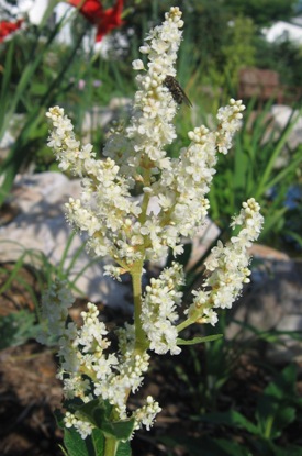 Persicaria polymorpha