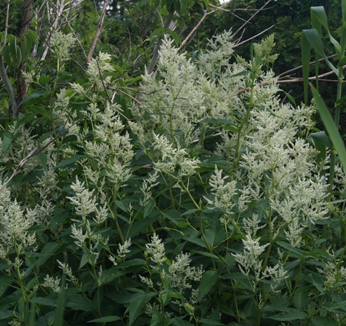 giant fleeceflower; white dragon