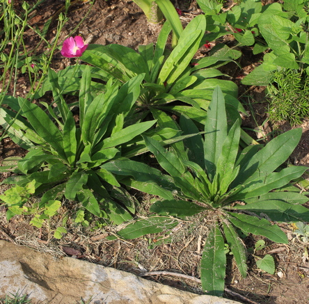 Pontechium maculatum