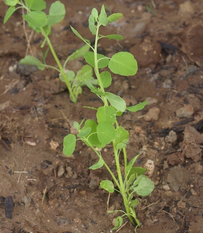 Porophyllum ruderale