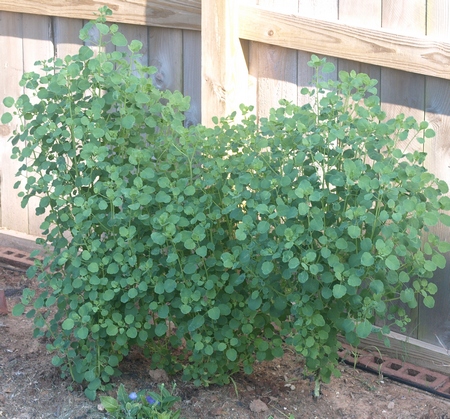 papaloquelite; yerba porosa; summer cilantro