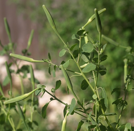 Porophyllum ruderale