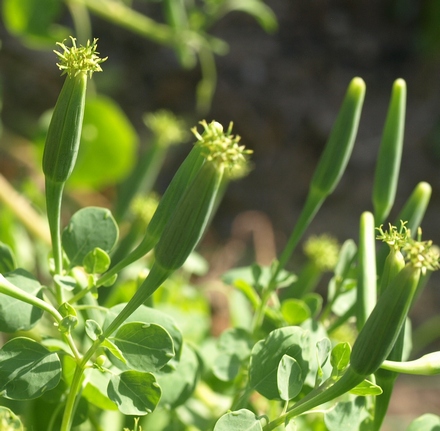 papaloquelite; yerba porosa; summer cilantro