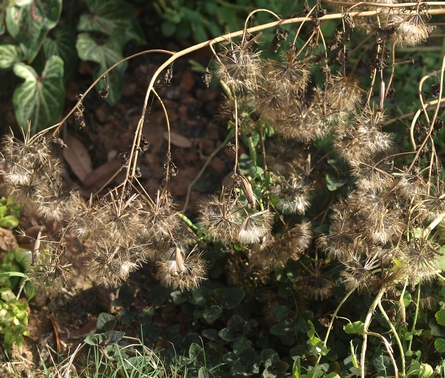 papaloquelite; yerba porosa; summer cilantro