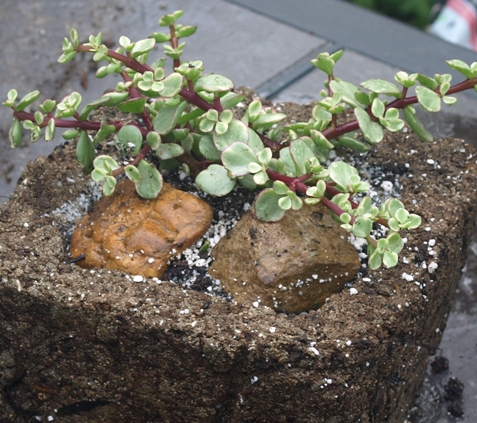 Portulacaria afra 'Variegata'