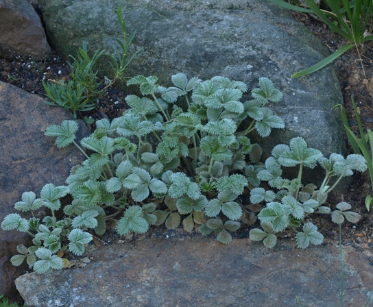 Potentilla argyrophylla
