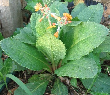 Primula bulleyana