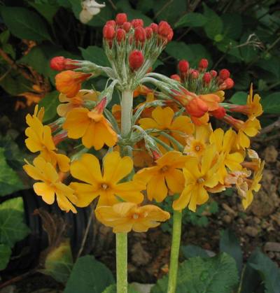 candelabra primrose