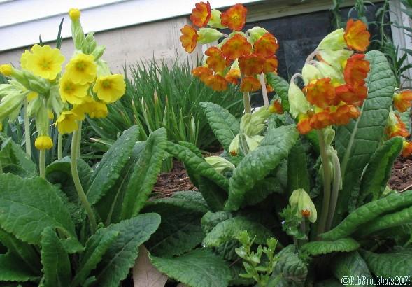 Primula veris 'Sunset shades' and 'Red Strain'