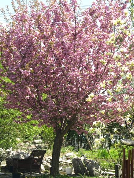 Prunus serrulata 'Kwanzan'