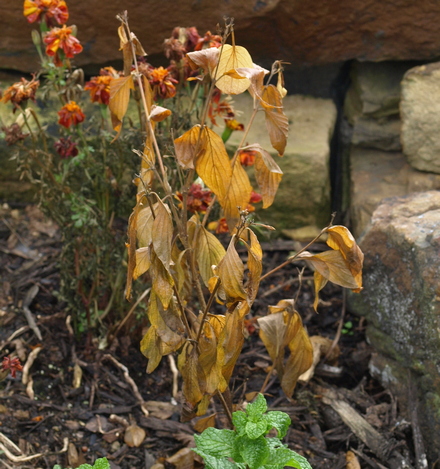 Pseudomussaenda flava