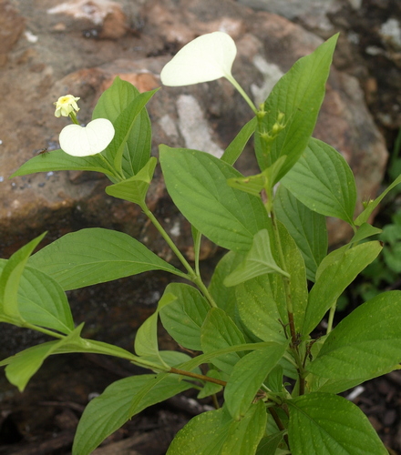 Pseudomussaenda flava