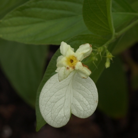 white wing; yellow musaenda