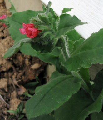 Pulmonaria rubra