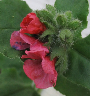 Christmas cowslip; red lungwort