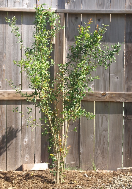 Punica granatum