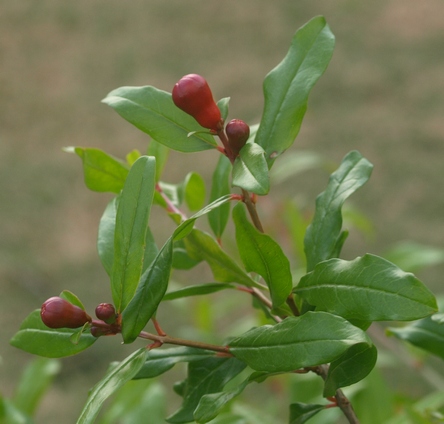 pomegranate