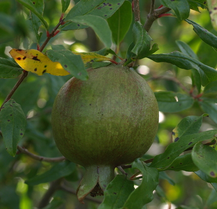 Punica granatum